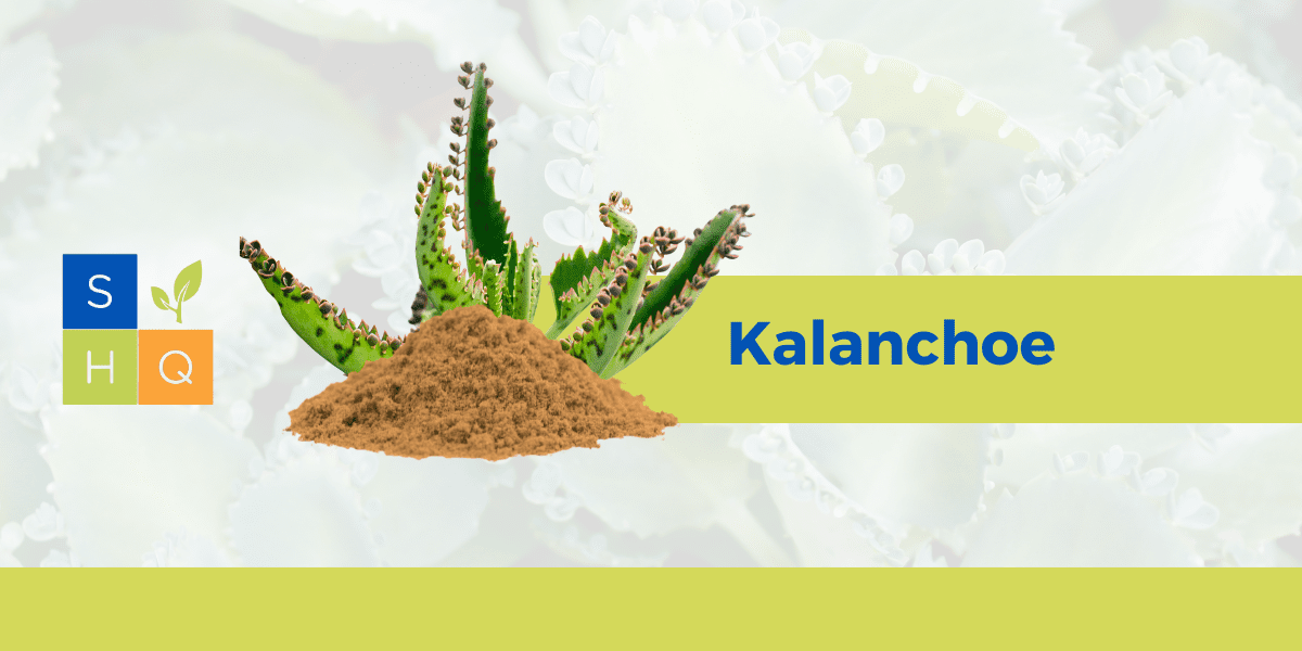 Kalanchoe